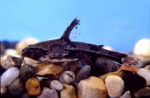 Image of Platydoras hancockii (Blue-eye catfish)