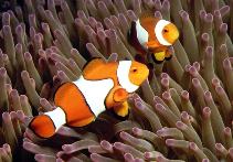Image of Amphiprion percula (Orange clownfish)
