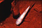 Image of Amblyopsis rosae (Ozark cavefish)
