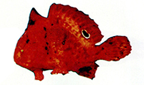 Image of Antennarius biocellatus (Brackishwater frogfish)