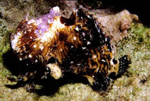 Image of Antennatus strigatus (Bandtail frogfish)