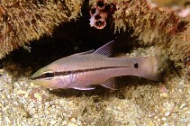 Image of Pristiapogon fraenatus (Bridled cardinalfish)