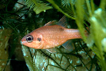 Image of Apogon maculatus (Flamefish)