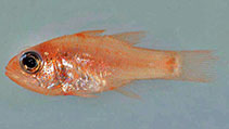 Image of Apogon mosavi (Dwarf cardinalfish)