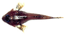 Image of Artediellus camchaticus 