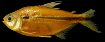 Image of Astyanax argyrimarginatus 