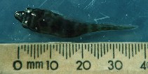 Image of Aspasmogaster costata (Eastern clingfish)