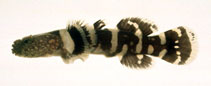 Image of Astrabe fasciata 
