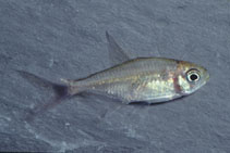 Image of Makunaima guianensis 