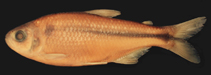 Image of Deuterodon intermedius 