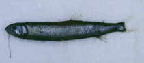 Image of Astronesthes martensii 