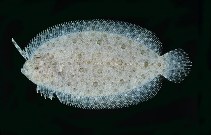 Image of Asterorhombus filifer (Longlure flounder)