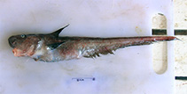 Image of Parateleopus indicus (Smallmouth jellynose)
