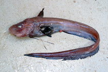 Image of Ateleopus natalensis (Jelly-head fish)