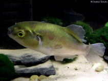 Image of Auriglobus nefastus (Greenbottle pufferfish)