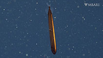 Image of Bathophilus flemingi (Highfin dragonfish)