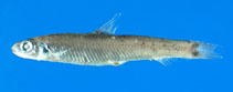 Image of Bathylagichthys greyae (Grey\