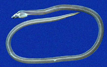 Image of Bascanichthys panamensis (Panama sand eel)