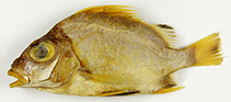 Image of Banjos peregrinus (Timor Sea banjofish)