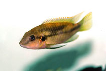 Image of Benitochromis conjunctus 