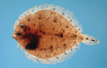 Image of Bothus robinsi (Twospot flounder)