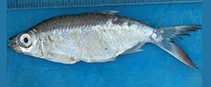 Image of Brycinus ferox (Large-toothed Lake Turkana robber)