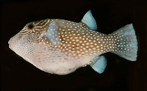 Image of Canthigaster amboinensis (Spider-eye puffer)