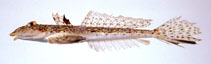Image of Callionymus beniteguri (Whitespotted dragonet)