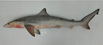 Image of Carcharhinus cerdale (Pacific smalltail shark)