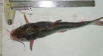 Image of Cathorops melanopus (Dark sea catfish)