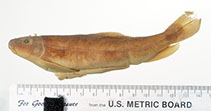 Image of Catostomus microps (Modoc sucker)