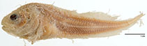 Image of Careproctus mollis 