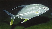 Image of Carangichthys oblongus (Coachwhip trevally)