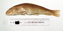 Image of Catostomus snyderi (Klamath largescale sucker)