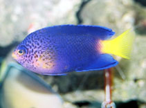 Image of Centropyge debelius (Blue Mauritius angelfish)