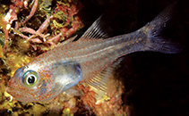 Image of Cercamia eremia (Glassy cardinalfish)