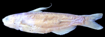Image of Cetopsis gobioides 