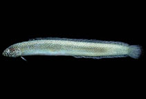 Image of Cerdale ionthas (Spotted worm goby)