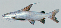 Image of Cephalocassis jatia (River catfish)