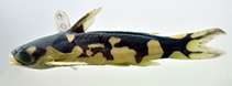 Image of Centromochlus orca 