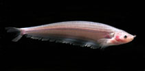 Image of Ceratoglanis pachynema (Club-barbel sheatfish)