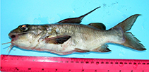 Image of Chrysichthys auratus (Golden Nile catfish)