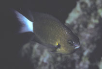 Image of Pycnochromis bami 
