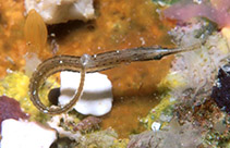 Image of Choeroichthys brachysoma (Short-bodied pipefish)