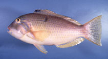 Image of Choerodon cauteroma (Bluespotted tuskfish)