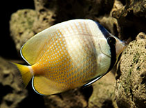 Image of Chaetodon kleinii (Sunburst butterflyfish)