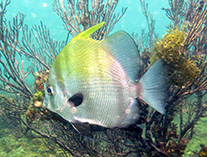 Image of Chaetodipterus lippei (West African spadefish)
