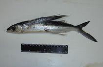 Image of Cheilopogon melanurus (Atlantic flyingfish)