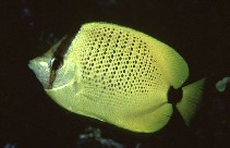 Image of Chaetodon miliaris (Millet butterflyfish)