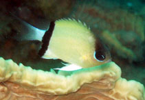 Image of Pycnochromis retrofasciatus (Black-bar chromis)